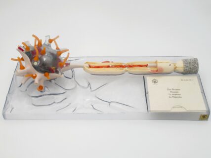 Neuron: 2500fach vergrößert© Original SOMSO®Modell