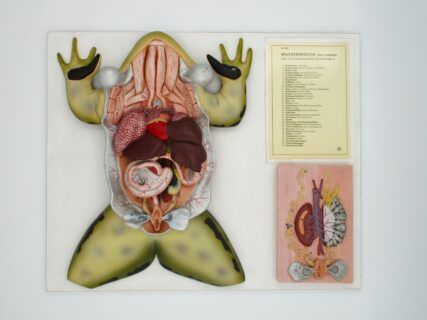 Männlicher Wasserfrosch mit Ergänzungsmodell des weiblichen Genitalapparats, 4fach vergrößert© Original SOMSO®Modell